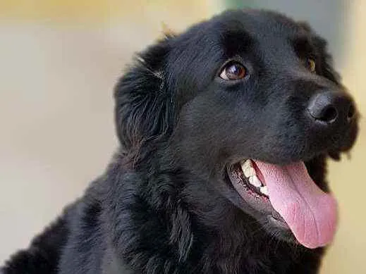 Cachorro ra a Srd idade 1 ano nome Bud