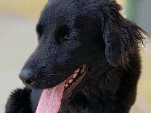 Cachorro ra a Srd idade 1 ano nome Bud
