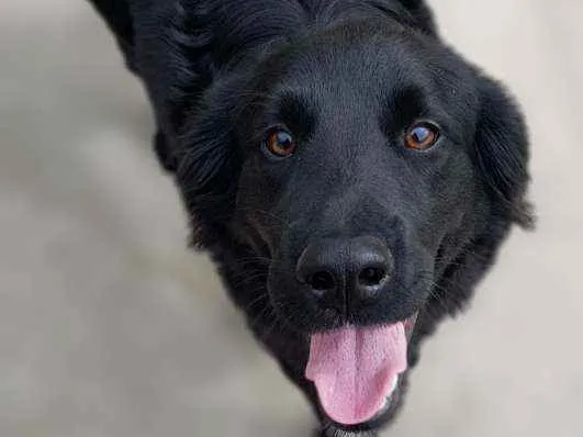 Cachorro ra a Srd idade 1 ano nome Bud