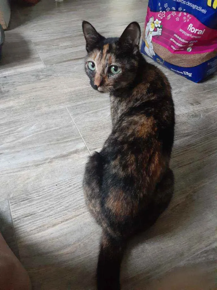 Gato ra a Srd idade 2 a 6 meses nome Resgatada