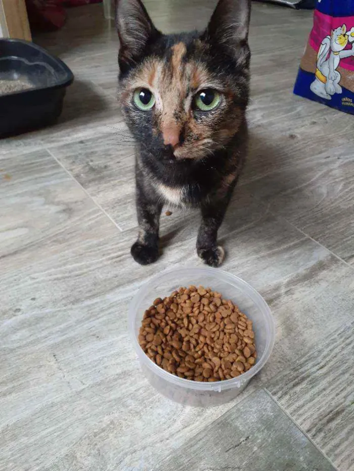 Gato ra a Srd idade 2 a 6 meses nome Resgatada
