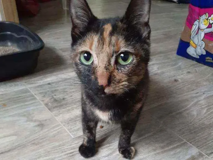 Gato ra a Srd idade 2 a 6 meses nome Resgatada