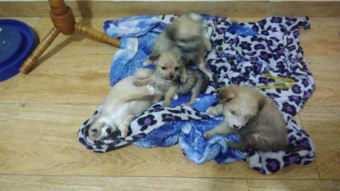 Cachorro ra a Srd idade Abaixo de 2 meses nome Mouse