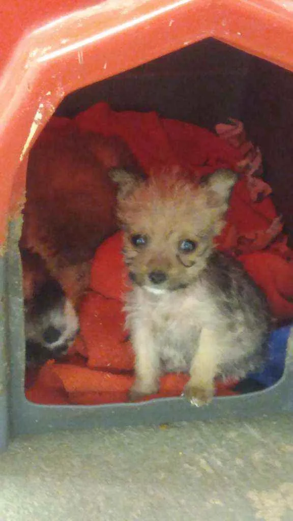 Cachorro ra a Srd idade Abaixo de 2 meses nome Mouse