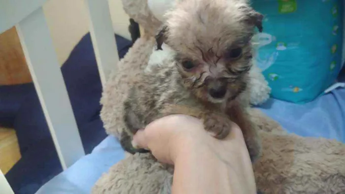 Cachorro ra a Srd idade Abaixo de 2 meses nome Mouse