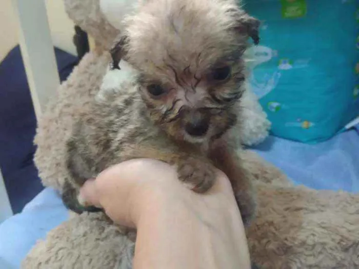 Cachorro ra a Srd idade Abaixo de 2 meses nome Mouse
