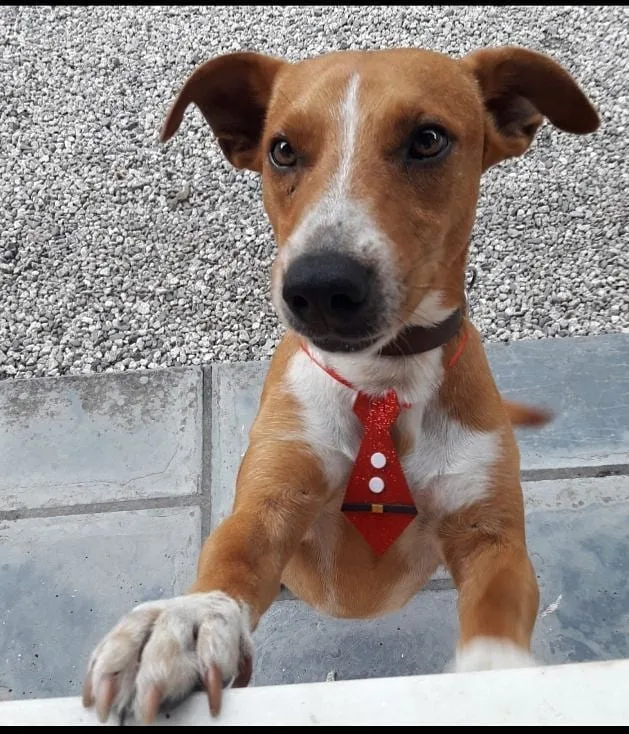 Cachorro ra a indefinida idade 4 anos nome Duque