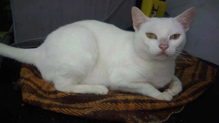 Gato ra a Srd idade 7 a 11 meses nome Brisa
