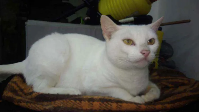 Gato ra a Srd idade 7 a 11 meses nome Brisa