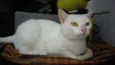 Brisa