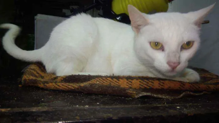 Gato ra a Srd idade 7 a 11 meses nome Brisa
