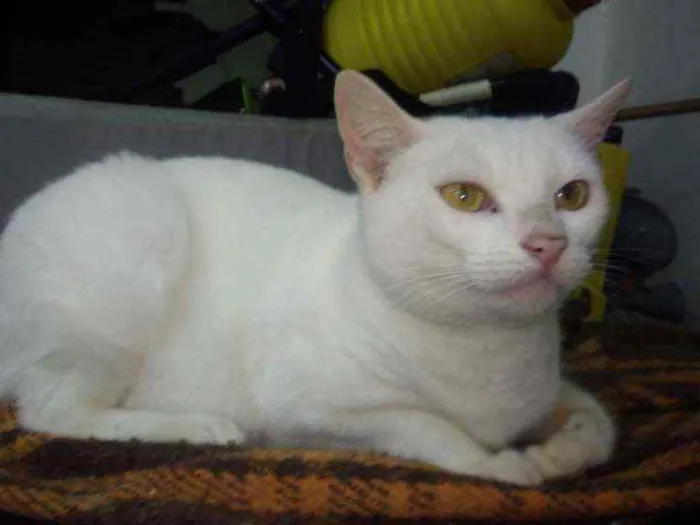 Gato ra a Srd idade 7 a 11 meses nome Brisa