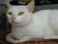 Brisa