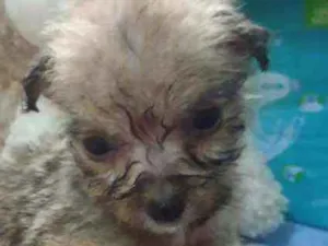 Cachorro raça Srd idade Abaixo de 2 meses nome Mouse