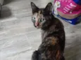 Resgatada