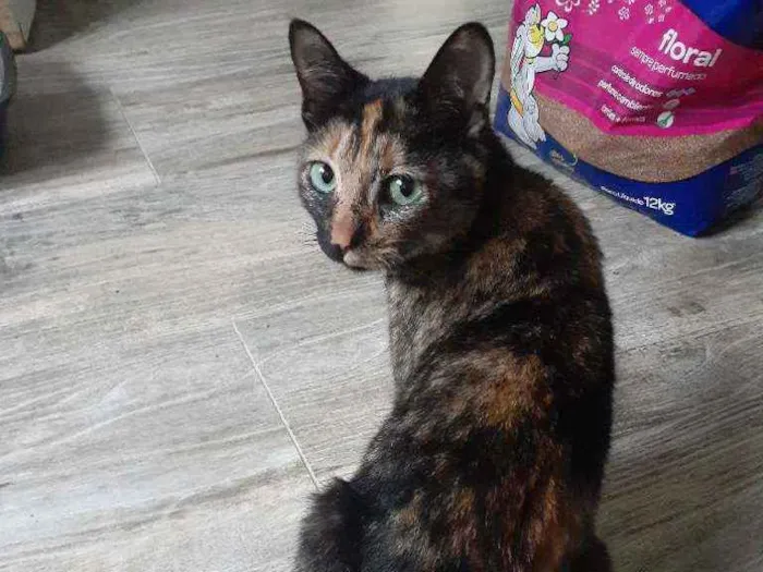 Gato ra a Srd idade 2 a 6 meses nome Resgatada