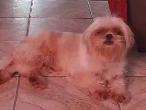 Cachorro ra a Shitzu idade 3 anos nome Malu