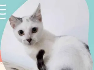 Gato raça SRD idade 2 a 6 meses nome SUSHI