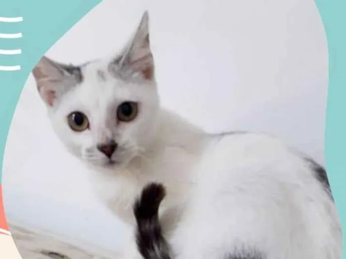 Gato ra a SRD idade 2 a 6 meses nome SUSHI