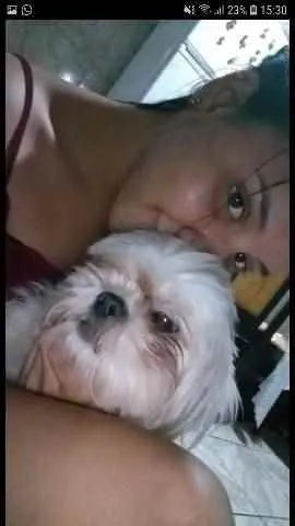 Cachorro ra a Shitzu idade 3 anos nome Malu