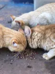 Gatos laranjinhas
