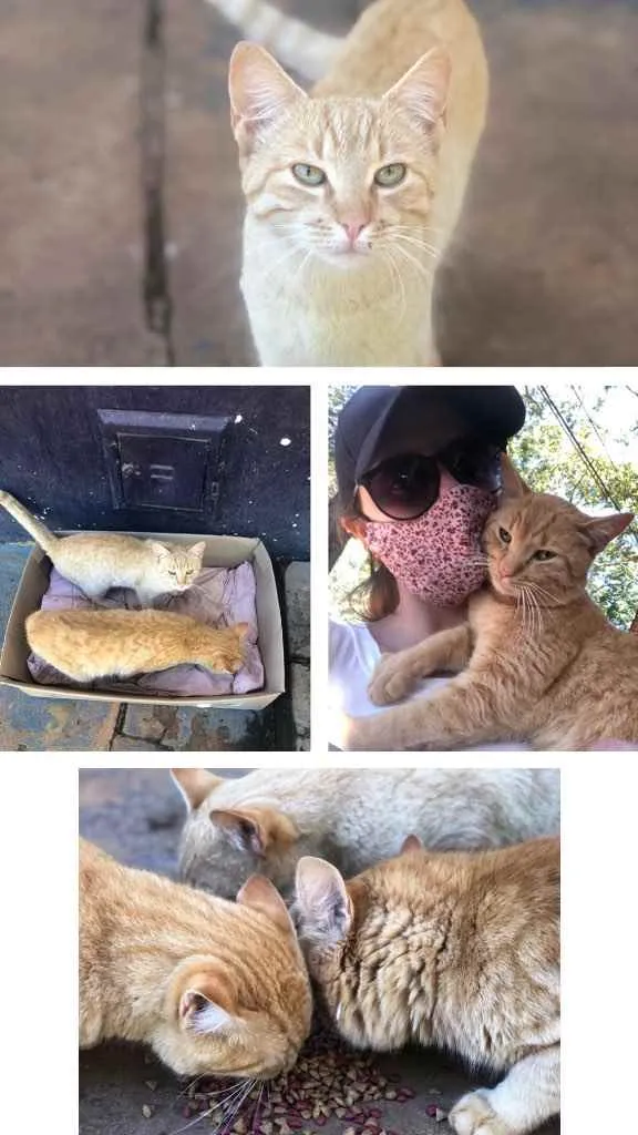 Gato ra a SRD idade 7 a 11 meses nome Gatos laranjinhas