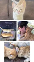 Gatos laranjinhas
