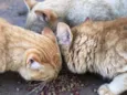 Gatos laranjinhas