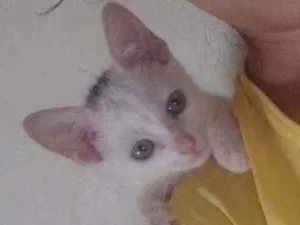 Gato raça Desconhecida idade Abaixo de 2 meses nome Aila
