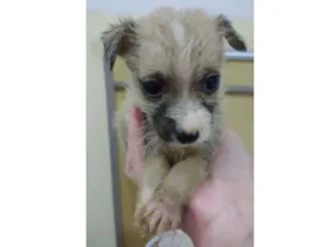 Cachorro raça Srd idade Abaixo de 2 meses nome Alf