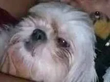 Cachorro ra a Shitzu idade 3 anos nome Malu