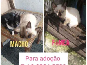 Gato raça Cianes e frajola idade 2 a 6 meses nome Filhotes