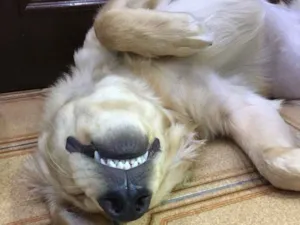 Cachorro raça Golden Retriever  idade 2 a 6 meses nome Jorly