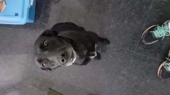 Cachorro ra a Vira lata idade 4 anos nome Lisa