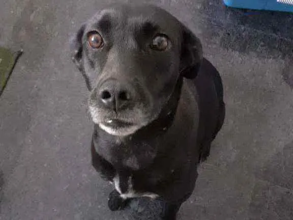 Cachorro ra a Vira lata idade 4 anos nome Lisa