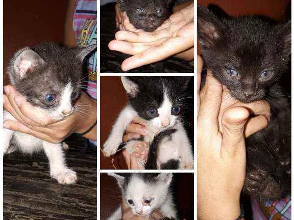 Gato ra a Indefinida  idade 2 a 6 meses nome Filhotes abandonados