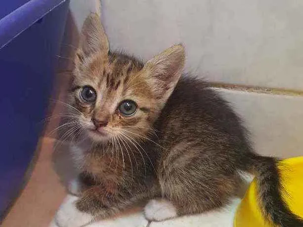 Gato ra a SRD idade Abaixo de 2 meses nome Tininha