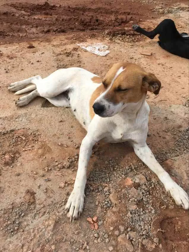 Cachorro ra a Não definida idade 4 anos nome Sem nome