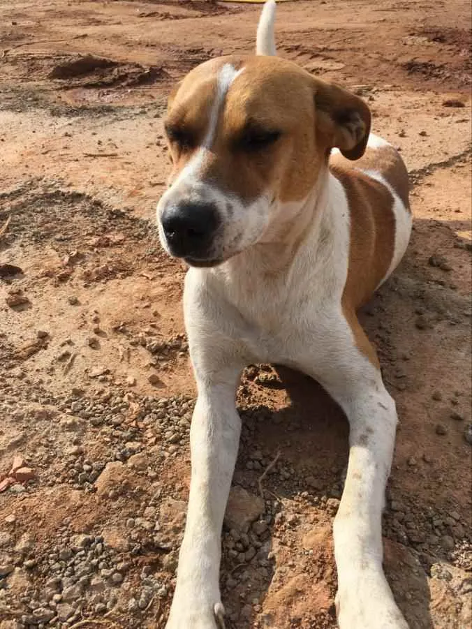 Cachorro ra a Não definida idade 4 anos nome Sem nome