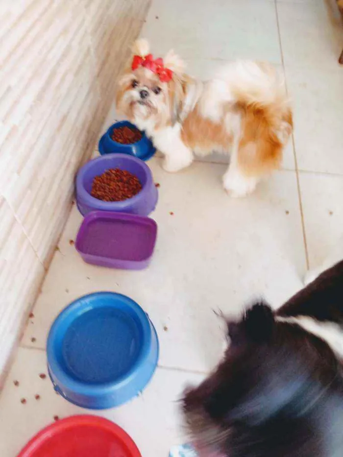 Cachorro ra a Shitzu idade 1 ano nome Cida