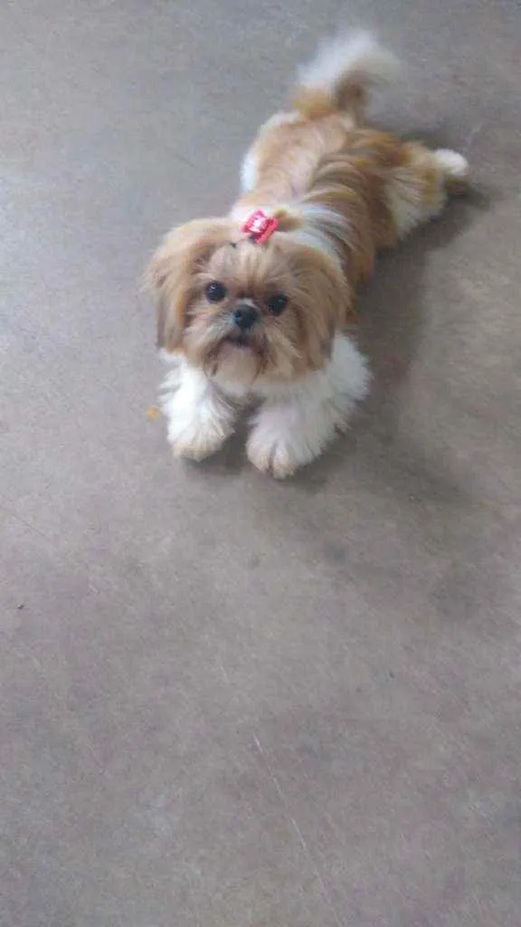 Cachorro ra a Shitzu idade 1 ano nome Cida