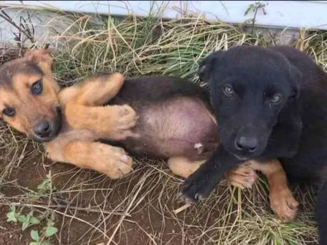 Cachorro ra a Não definida idade 2 a 6 meses nome Sem nome