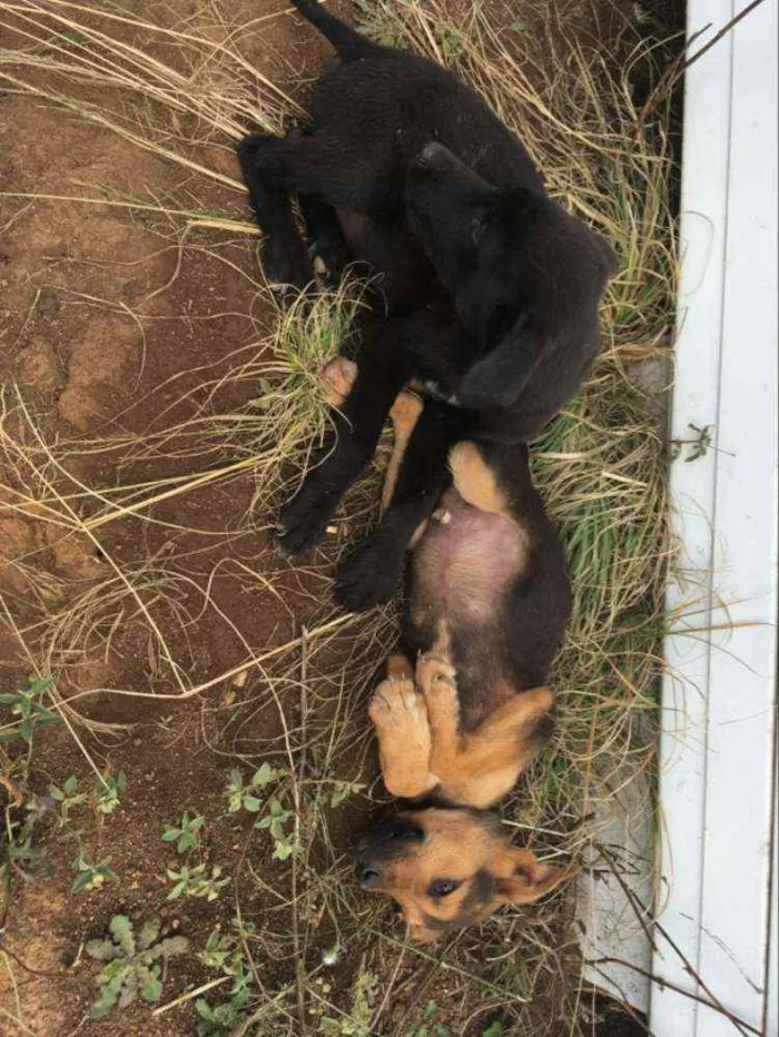 Cachorro ra a Não definida idade 2 a 6 meses nome Sem nome