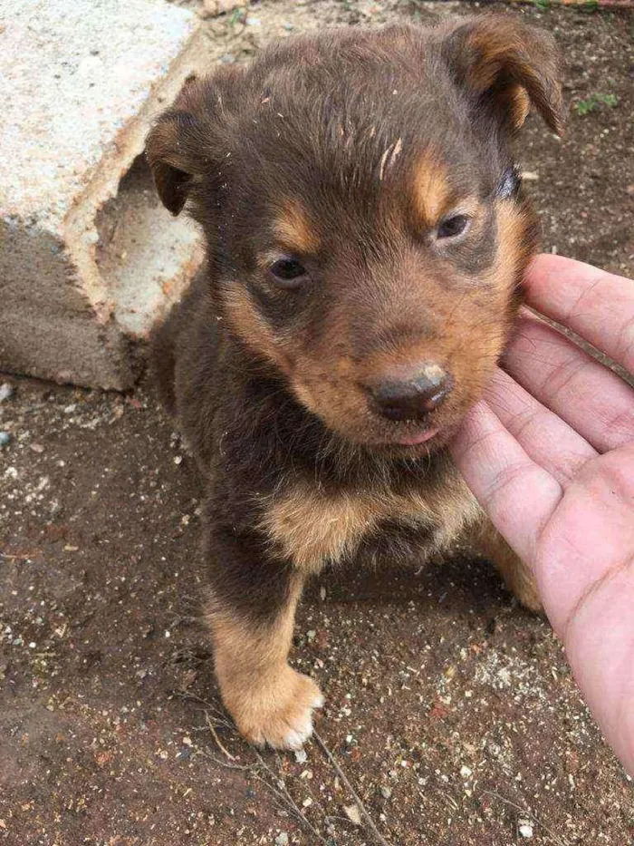 Cachorro ra a Não definida idade Abaixo de 2 meses nome Sem nome