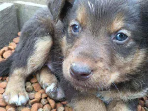 Cachorro raça Não definida idade Abaixo de 2 meses nome Sem nome