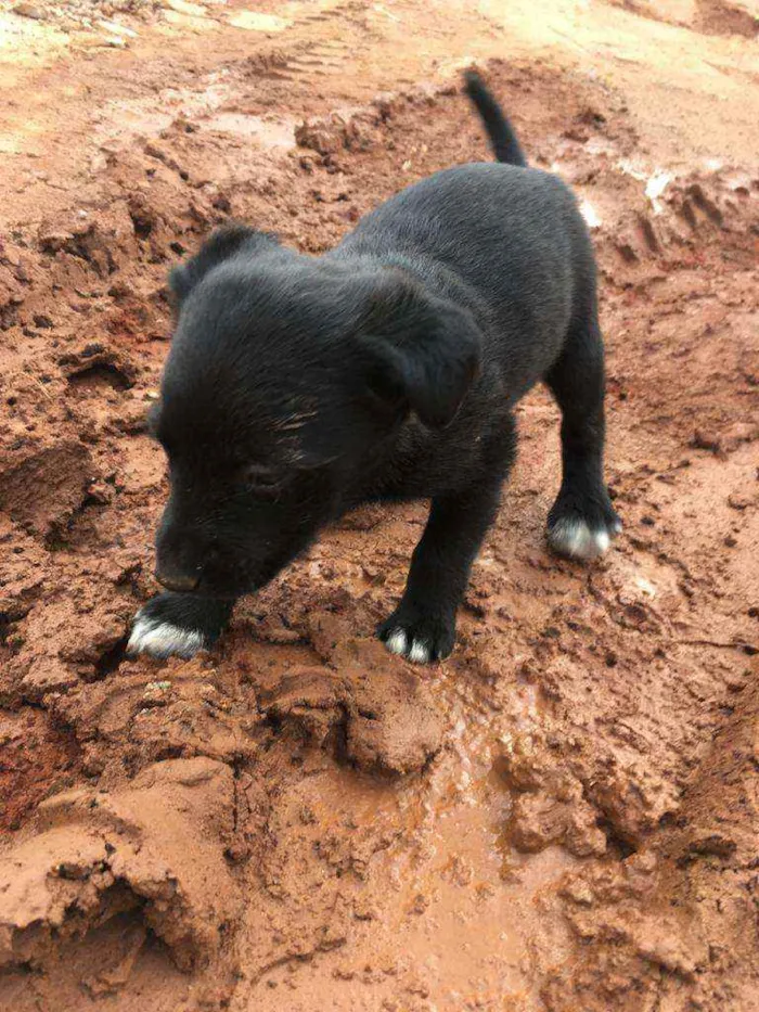 Cachorro ra a Não definida idade Abaixo de 2 meses nome Sem nome