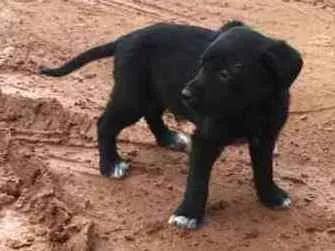 Cachorro ra a Não definida idade Abaixo de 2 meses nome Sem nome