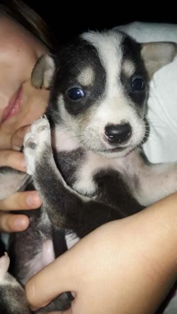 Cachorro ra a  idade Abaixo de 2 meses nome Não sei 