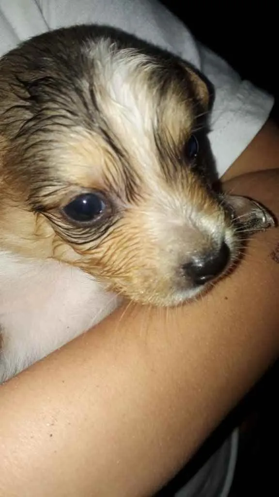 Cachorro ra a  idade Abaixo de 2 meses nome Não sei 