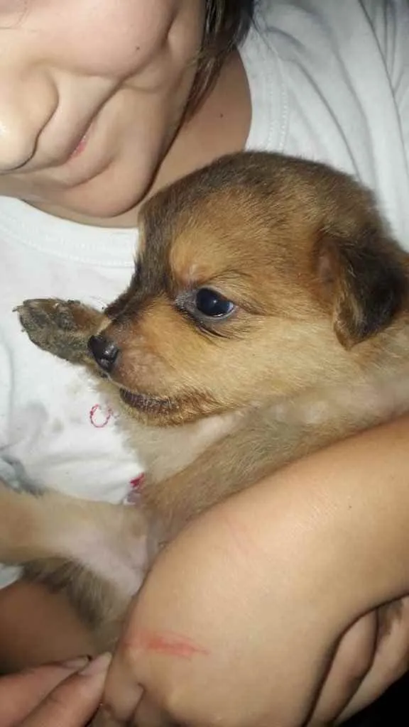 Cachorro ra a  idade Abaixo de 2 meses nome Não sei 